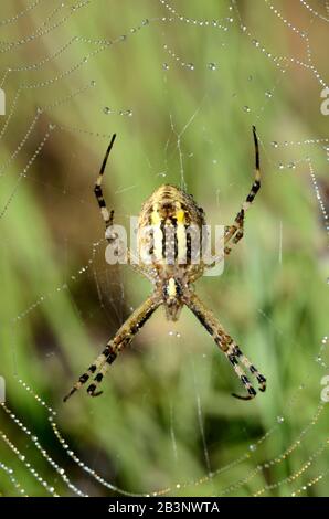Orb Spider, Orb Web Spider, Orb-Weaver Spider or Wasp Spider, Argiope bruennichi, Female, in Spider's Web Stock Photo