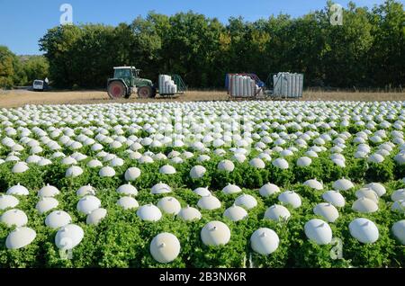 Plastic Cloches Used for Forcing Lettuces or Growing Lettuces Alpes-de-Haute-Provence Provence France Stock Photo