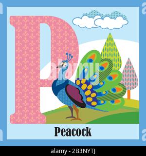 Vector cartoon flashcards of animal alphabet, letter P. Colorful cartoon illustration of letter P and peacock vector character. Bright colors zoo wild Stock Vector