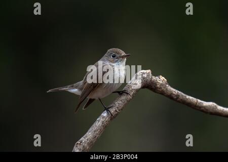 Red-breasted flycatcher (Ficedula parva) females perched on a branch  Stock Photo
