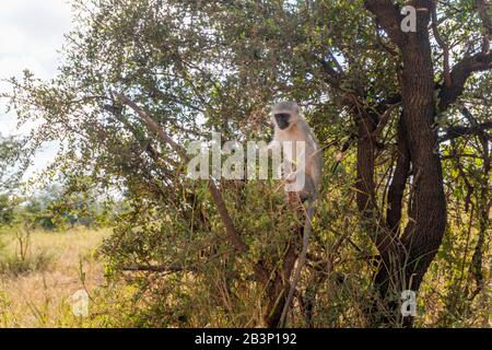 Primate monkey on the acacia in Kruger National Park, South Africa Stock Photo