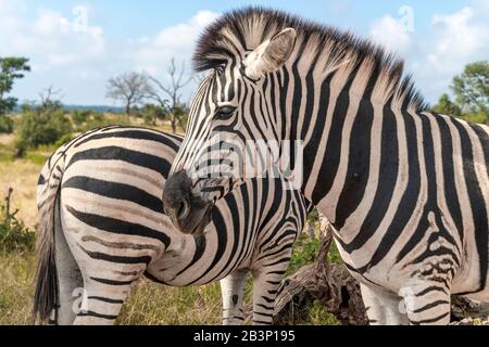 Close up of zebras in Kruger National Park, South Africa Stock Photo