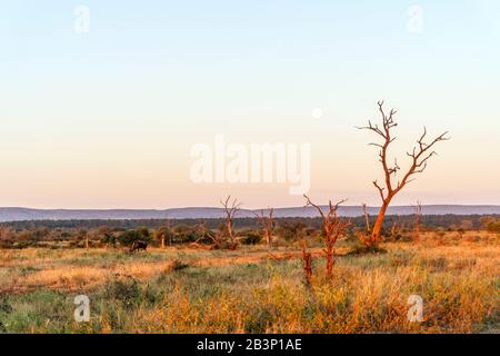 Kruger National Park landscape with acacia and moon by the sunset, South Africa Stock Photo