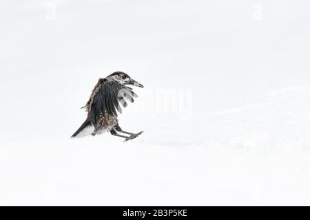 Eurasian nutcracker in flight on snow (Nucifraga caryocatactes) Stock Photo