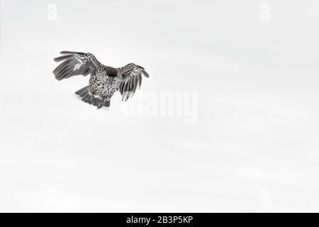 Eurasian nutcracker in flight on snow (Nucifraga caryocatactes) Stock Photo
