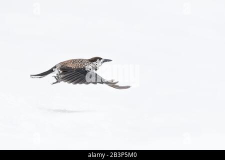 Eurasian nutcracker in flight on snow (Nucifraga caryocatactes) Stock Photo