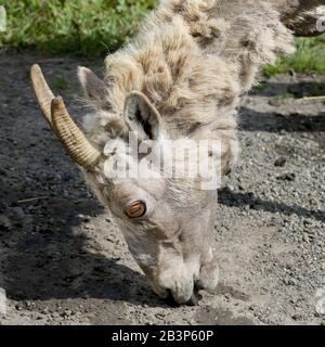 Bighorn sheep grazing, Alberta, Canada Stock Photo