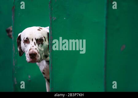 Birmingham NEC, UK. 5th Mar, 2020. A Dalmatian waits patiently in his pen at Crufts 2020 at the NEC, Birmingham Credit: Peter Lopeman/Alamy Live News Stock Photo