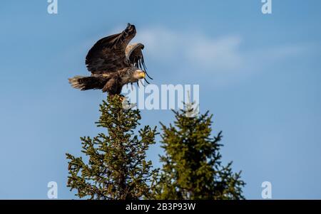 Eagle landing on the top of pine tree.  Summer season. Stock Photo