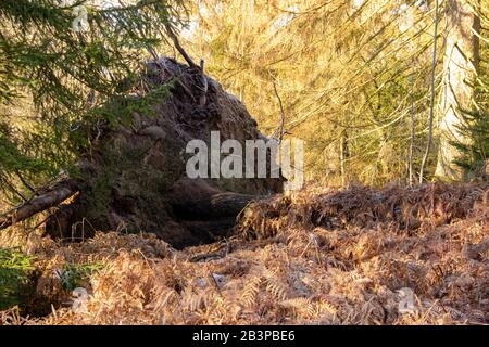 Fallen big tree after storm. Storm damaged tree uprooted and broken from high winds Stock Photo