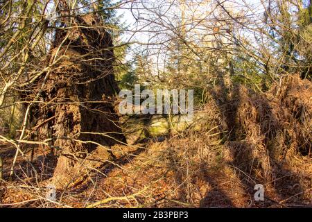 Germany, North Hesse, low mountain range Reinhardswald in the virgin forest Sababurg Stock Photo