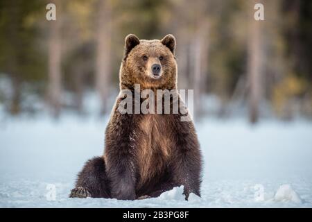 Wild adult Brown bear sitting in the snow in winter forest. Scientific name: Ursus arctos. Natural habitat. Winter season Stock Photo