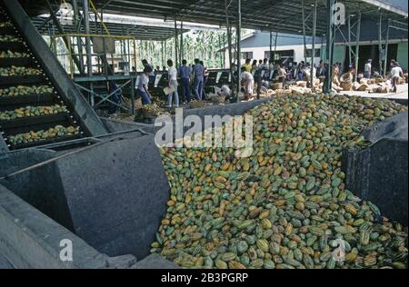 Harvested pods of cocoa (Theobroma cacao)  in factory being passed on the conveyor for shelling, Mindanao, Philippines, February Stock Photo