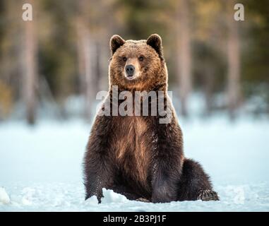 Wild adult Brown bear sitting in the snow in winter forest. Scientific name: Ursus arctos. Natural habitat. Winter season Stock Photo