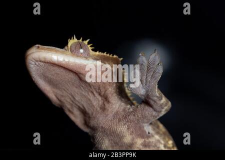 Crested Gecko Foot sticking to a piece of glass Stock Photo