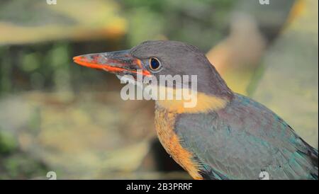 close up of a juvenile stork billed kingfisher (pelargopsis capensis) in sundarbans delta region of west bengal, india Stock Photo