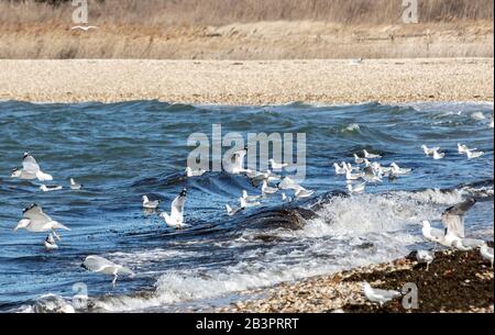 Seagulls in the surf at Long Beach, Sag Harbor, NY Stock Photo