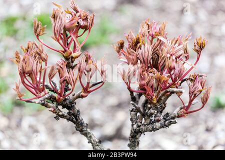 Paeonia x suffruticosa. tree peony branch, new fresh leaves on branches, peonies shrub in early spring March Stock Photo