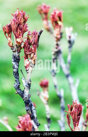 Paeonia x suffruticosa. tree peony branch, new fresh leaves on branches, peonies shrub in early spring March Stock Photo