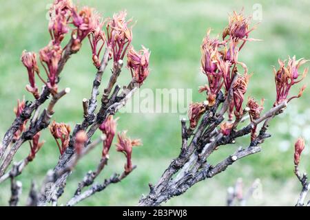 Paeonia x suffruticosa. tree peony branch, new fresh leaves on branches, peonies shrub in early spring peony shoots on woody stems Stock Photo