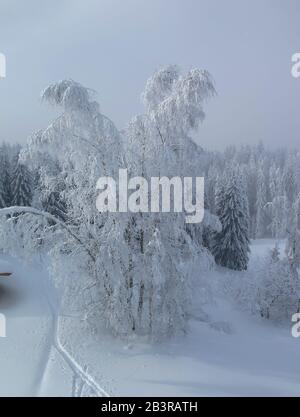 Verschneite Baeume, Skipiste, Morzine, Haute-Savoie, Frankreich Stock Photo