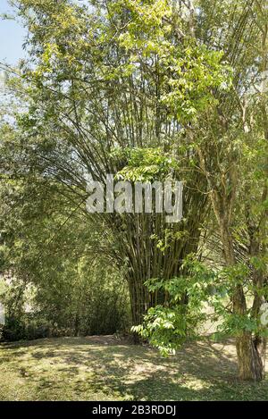 Tall bamboo shrub tree with sunshine on the branches against a blue sky. Stock Photo