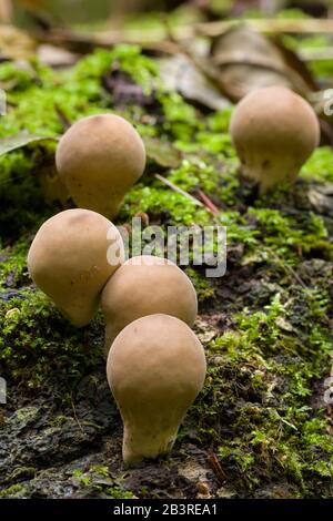 Stump Puffball (Lycoperdon pyriforme) mushrooms growing on dead wood. Also known as Pear-shaped Puffball. Stock Photo