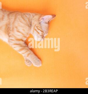 Peaceful orange red cat male sleeping on orange paper. Copy space kitten Stock Photo