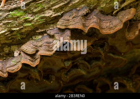 Oak Curtain Crust (Hymenochaete rubiginosa) fungus growing on dead wood. Stock Photo