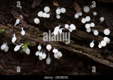 Carnival Candy slime mould (Arcyria denudata) fruiting bodies in their early stage of development on rotting wood. Stock Photo