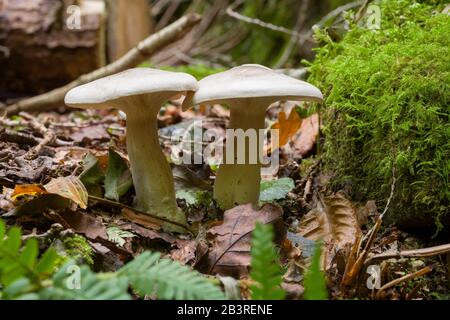 Clouded Funnel (Clitocybe nebularis) mushrooms growing in the leaf litter on a woodland floor. Stock Photo
