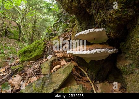 Artist's Bracket (Ganoderma applanatum) fungs growing on a tree. Also known as Artist's Conk and Bear Bread. Stock Photo