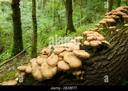 Honey Fungus (Armillaria mellea) mushrooms growing on a dead tree in woodland early autumn. Stock Photo