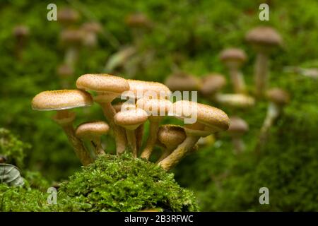 Honey Fungus (Armillaria mellea) mushrooms in woodland early autumn. Stock Photo