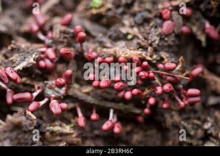 Carnival Candy slime mould (Arcyria denudata)  fruiting bodies on rotting wood. Stock Photo