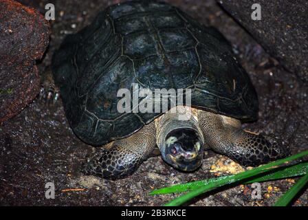 Black marsh or Siamese temple turtle, Siebenrockiella crassicollis Stock Photo