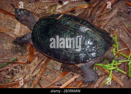 Black marsh or Siamese temple turtle, Siebenrockiella crassicollis Stock Photo