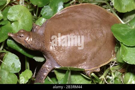 Midland smooth softshell turtle, Apalone mutica Stock Photo