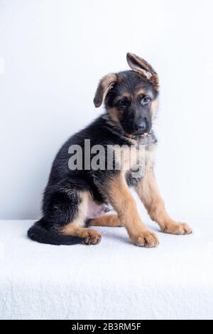 small cute german shephard puppy sitting on white background and looking straight into the camera. Stock Photo