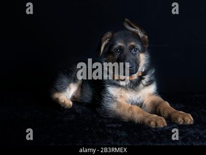 cute german shephard puppy lying on black background and looking straight into the camera. Stock Photo