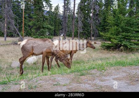 Two mule deers grazing in Jasper National Park, Canadian Rockies, Alberta, Canada. Stock Photo