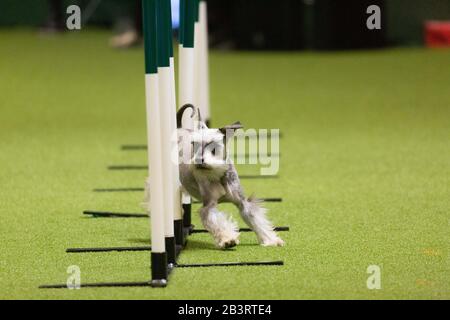 Birmingham, UK. 5th Mar, 2020. Dogs take part in agility on the first day of Crufts. Credit: Jon Freeman/Alamy Live News Credit: Jon Freeman/Alamy Live News Stock Photo
