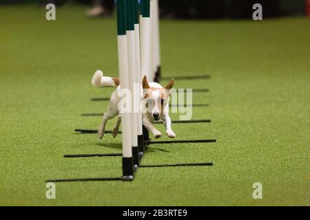 Birmingham, UK. 5th Mar, 2020. Dogs take part in agility on the first day of Crufts. Credit: Jon Freeman/Alamy Live News Credit: Jon Freeman/Alamy Live News Stock Photo