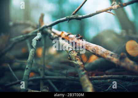 Sawn tree trunks, branches and twigs lie in a large pile in the middle of the forest. The cutting of trees. Stock Photo