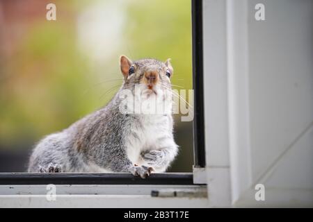 Front view close up of amazing cheeky garden UK grey squirrel (Sciurus carolinensis) isolated by open back door sitting on step, entering kitchen. Stock Photo
