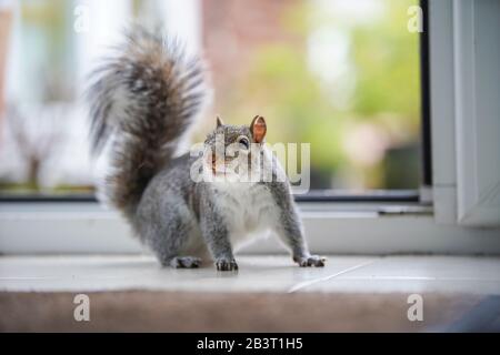 Detailed front view close up, amazing cheeky garden UK grey squirrel (Sciurus carolinensis) isolated by open back door inside kitchen scrounging food. Stock Photo