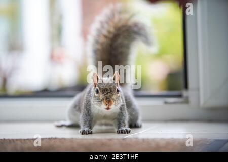 Front view close up, cheeky, garden UK grey squirrel (Sciurus carolinensis) isolated by back door, inside kitchen, sitting on floor. British wildlife. Stock Photo