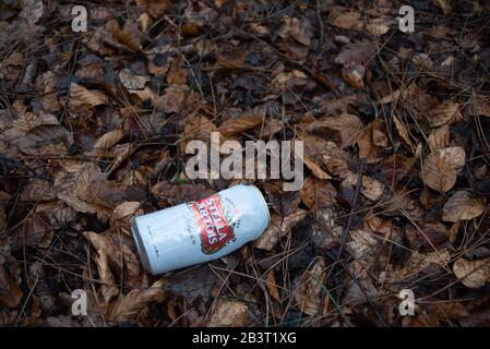 Discarded Stella Artois Beer can on a leaf covered woodland floor. Stock Photo