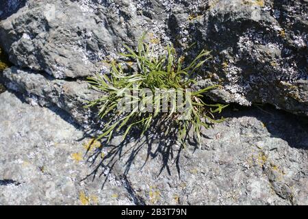 Asplenium septentrionale - Wild plant shot in summer. Stock Photo