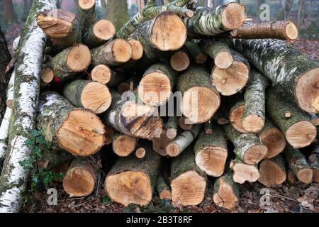 Pile of chopped logs from a silver birch tree in winter Stock Photo